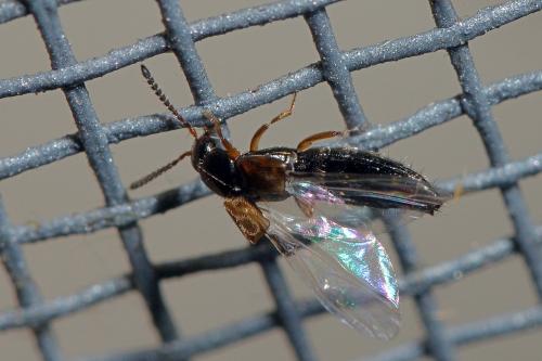 Réf. 156 363 : Aleocharinae inconnu