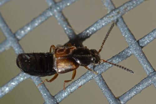 Réf. 156 382 : Aleocharinae inconnu