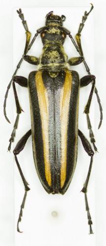 Stenocorus vittiger