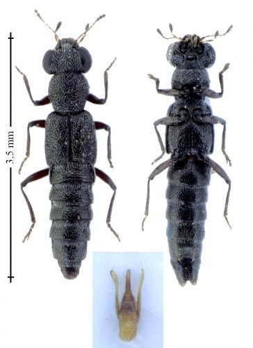 Réf. 156 477 : Stenus latifrons