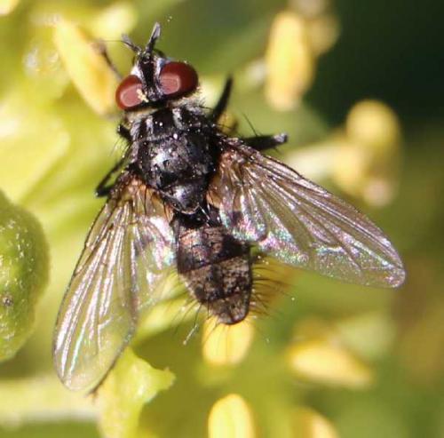 Réf. 156 493 : Meigenia sp.
