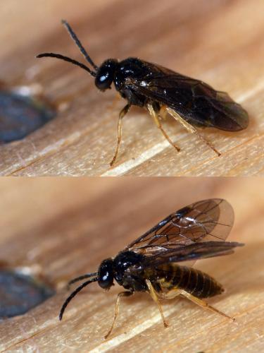 Réf. 156 438 : Blennocampinae inconnu