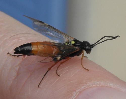 Tenthredopsis scutellaris