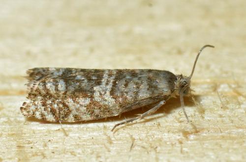 Epinotia tedella