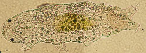 Réf. 156 561 : Hypsibius dujardini