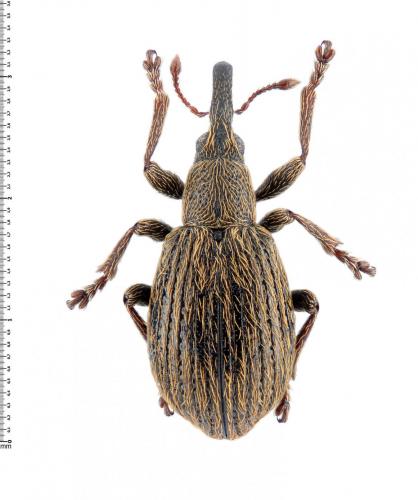 Trichopterapion holosericeum