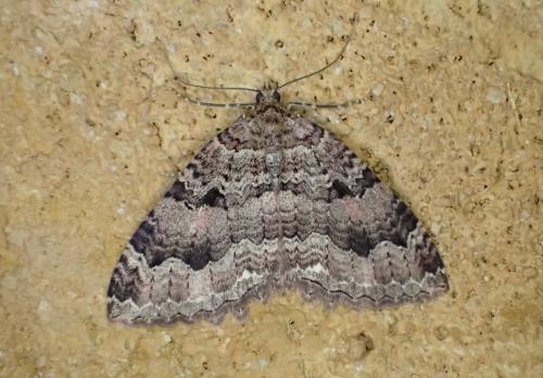 Réf. 156 142 : Triphosa dubitata
