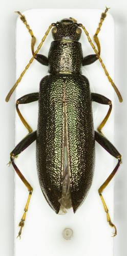 Arthromacra aenea
