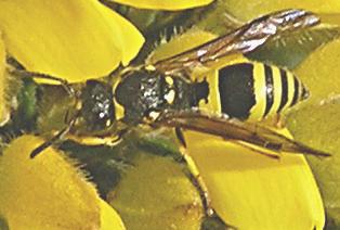 Ancistrocerus sp.
