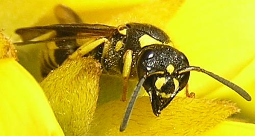 Ancistrocerus sp.