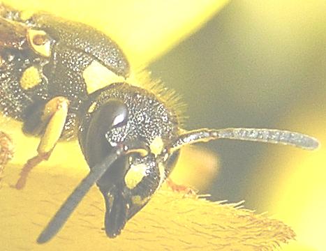 Ancistrocerus sp.