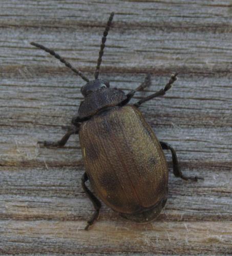 Réf. 156 849 : Galeruca pomonae