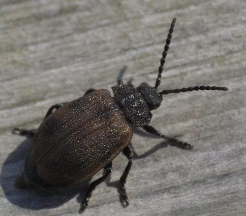 Galeruca pomonae