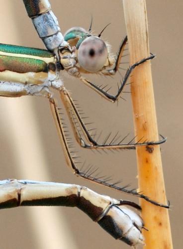 Lestes virens