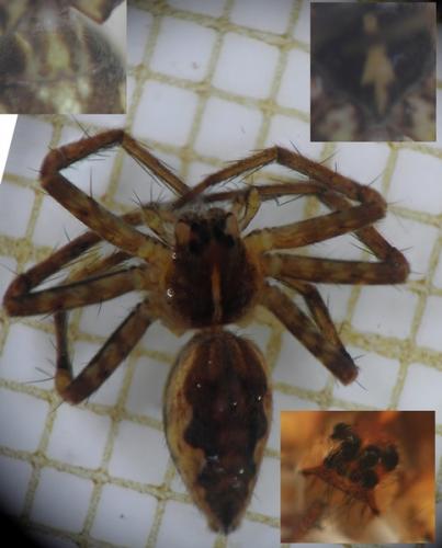Pisaura mirabilis