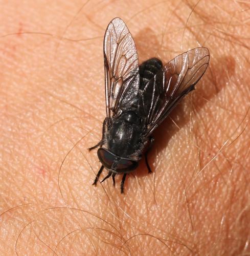 Réf. 156 225 : Tabanus rupium