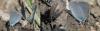 156629 – Photo : Christian Widmann – Suisse