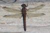 156626 – Photo : Martin Bachoc – France (33)