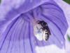 156760 – Photo : Danièle Tixier-Inrep – France (30)
