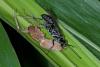 156276 – Photo : D. Martinez – Philippines