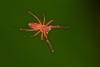 156065 – Photo : D. Martinez – Philippines