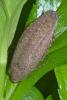 156311 – Photo : D. Martinez – Philippines