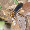 156035 – Photo : D. Martinez – Philippines