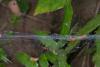156070 – Photo : D. Martinez – Philippines