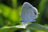 156299 – Photo : Nicolas Zwahlen – Suisse