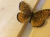 156814 – Photo : Limenitis78 – Canada