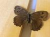 156819 – Photo : Limenitis78 – Canada