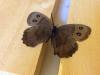 156820 – Photo : Limenitis78 – Canada