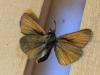 156822 – Photo : Limenitis78 – Canada