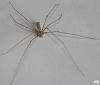 Pholcus phalangioides