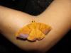 156711 – Photo : Laetitia Berquer – Mayotte