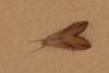 156505 – Photo : Philippe Petit – France (45)