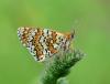 156953 – Photo : Hey Philippe – France (67)