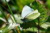 Pieris rapae