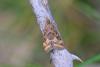 156951 – Photo : RENOULT – France (20)