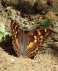 156991 – Photo : Catherine Reymonet-Smitten – France (31)