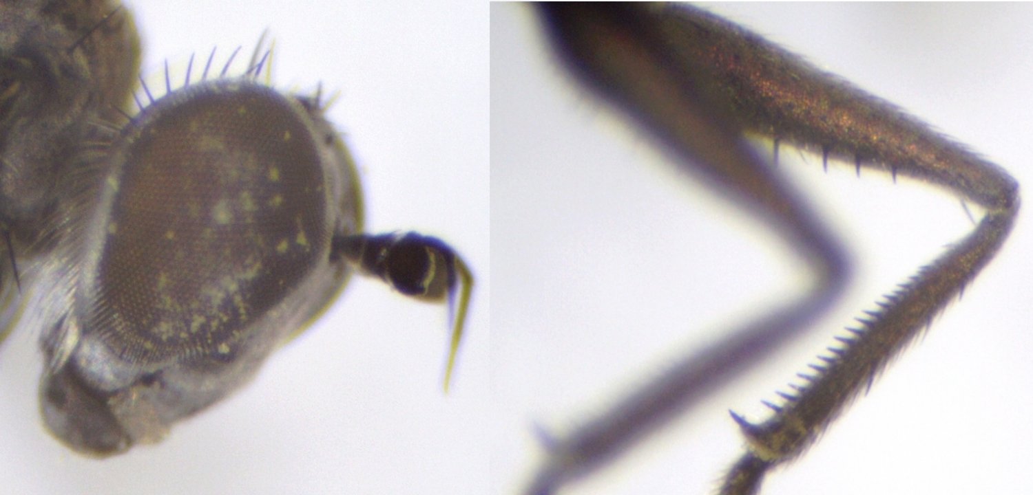 lauriaut - Hydrophorus praecox - réf. 156401 (1500 x 720 pixels, 109 ko)