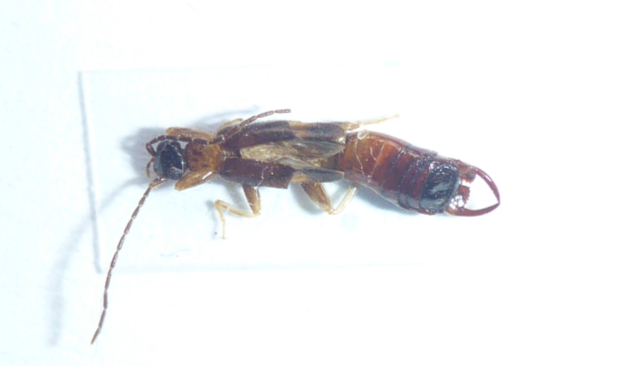 Christophe Girod - Cosmogerax araguensis - réf. 156461 (632 x 366 pixels, 92 ko)