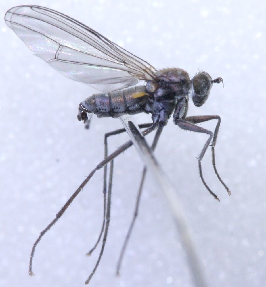 lauriaut - Hydrophorus praecox - réf. 156399 (925 x 1000 pixels, 189 ko)