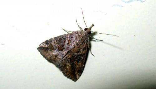 Hypena laceratalis