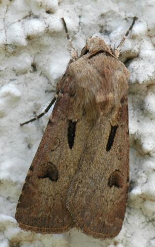 Réf. 157 284 : Agrotis exclamationis