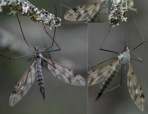 Réf. 157 734 : Tipula irregularis