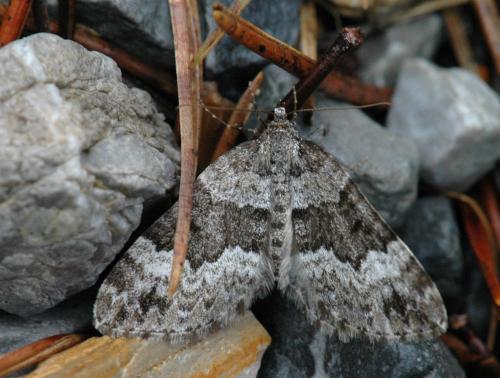 Colostygia turbata