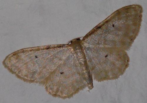 Idaea fuscovenosa