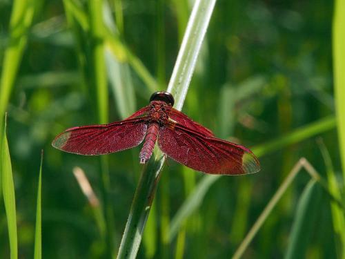 Neurothemis fulvia
