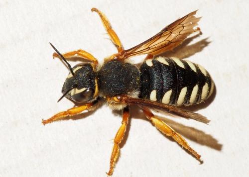 Réf. 157 221 : Rhodanthidium septemdentatum